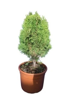 Thuja Orientalis Aurea Nana - Totale Hoogte 60-80 Cm - Pot Ø 32 Cm