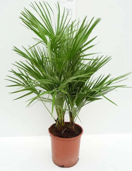 Chamaerops Humilis - Totale Hoogte 80-100 Cm - Pot Ø 21 Cm