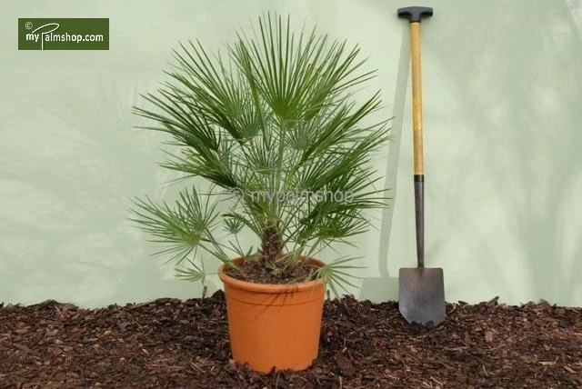 Chamaerops Humilis - Totale Hoogte 80-100 Cm - Pot Ø 21 Cm - Afbeelding 2