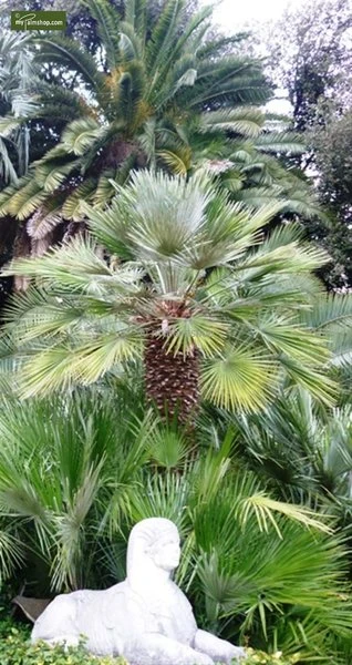 Chamaerops Humilis - Totale Hoogte 80-100 Cm - Pot Ø 21 Cm - Afbeelding 3