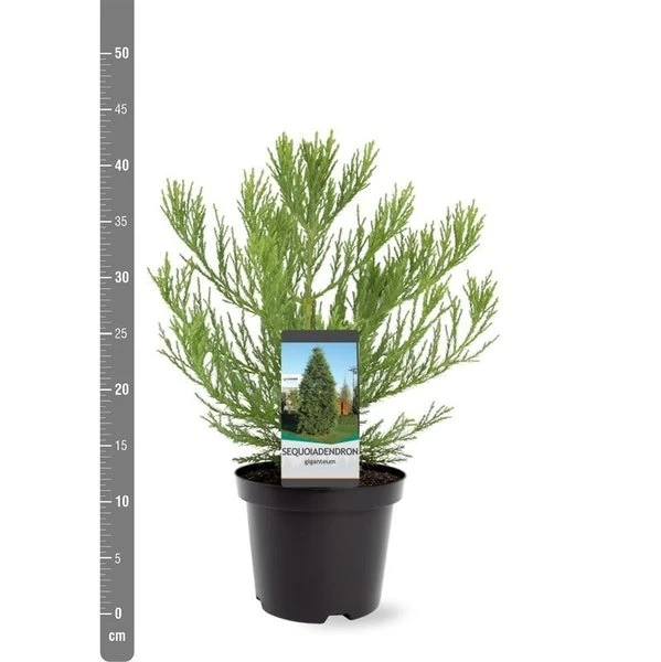Sequoiadendron Giganteum - Pot 5 Ltr - Afbeelding 2