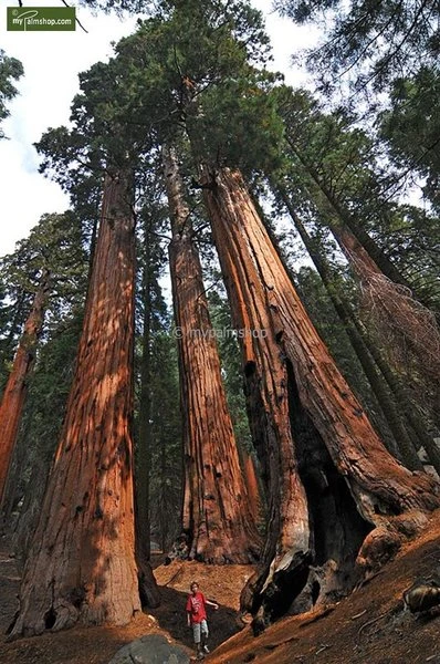 Sequoiadendron Giganteum - Pot 5 Ltr - Afbeelding 3