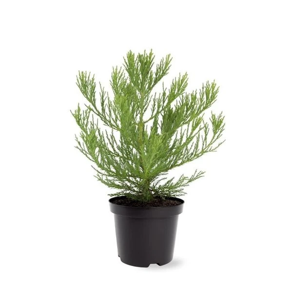 Sequoiadendron Giganteum - Pot 5 Ltr - Afbeelding 4