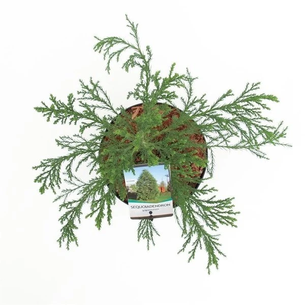 Sequoiadendron Giganteum - Pot 5 Ltr - Afbeelding 5