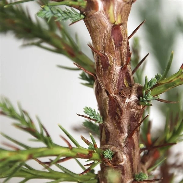 Sequoiadendron Giganteum - Pot 5 Ltr - Afbeelding 6