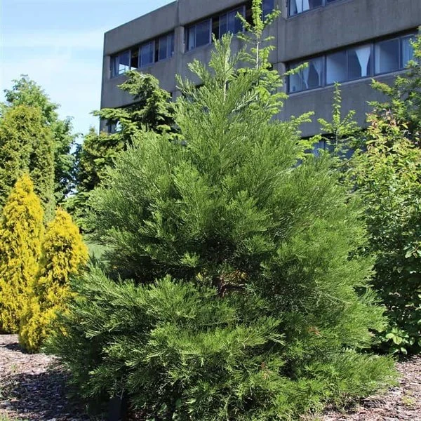 Sequoiadendron Giganteum - Pot 5 Ltr - Afbeelding 8