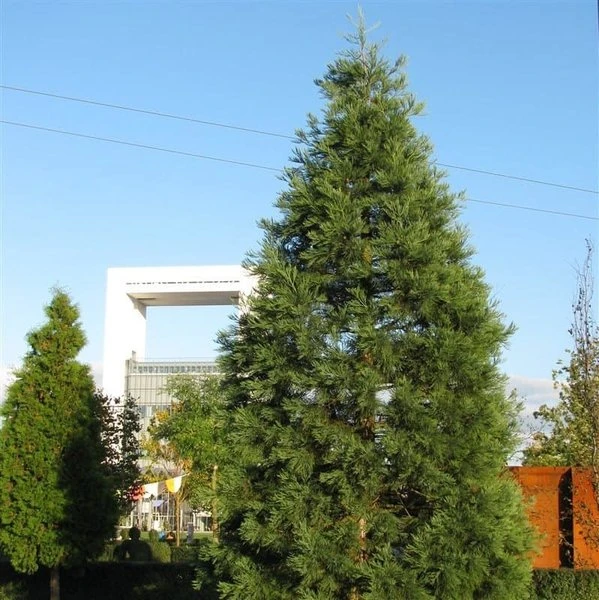 Sequoiadendron Giganteum - Pot 5 Ltr - Afbeelding 9