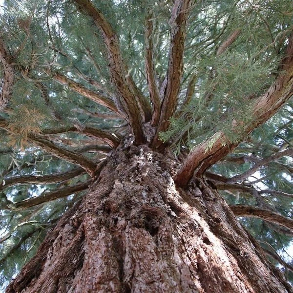 Sequoiadendron Giganteum - Pot 5 Ltr - Afbeelding 10