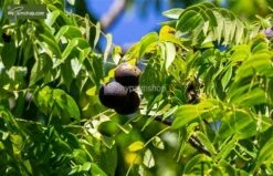 Juglans Nigra - Totale Hoogte 50-70 Cm - Pot Ø 22 Cm