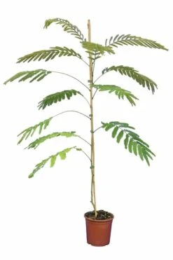 Albizia Julibrissin Ombrella Boubri - Totale Hoogte 90+ Cm - Pot Ø 22 Cm