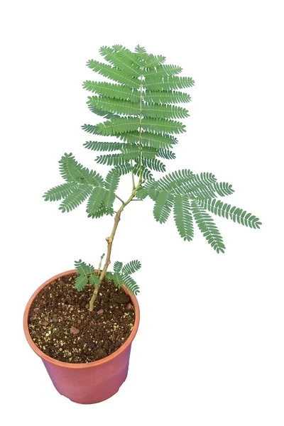 Albizia Julibrissin Ombrella Boubri - Totale Hoogte 30+ - Pot Ø 17 Cm - Afbeelding 2