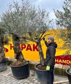 Olea Europaea - Stam 90-110 Cm - Stamomtrek 50-70 Cm [pallet]