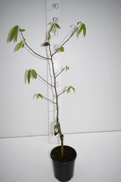 Asimina Triloba Sunflower - Totale Hoogte 80-100 Cm - 2 Ltr Pot - Afbeelding 2