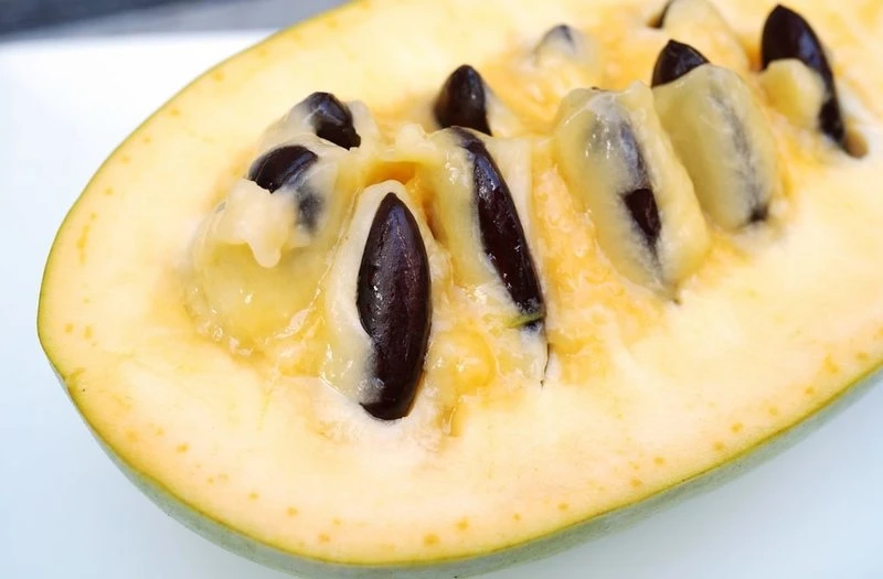 Asimina Triloba Mango - Totale Hoogte 80+ Cm - 2 Ltr Pot - Afbeelding 2