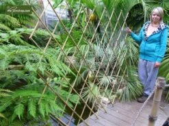 Bamboe Harmonica Trellis 180 X 180 Cm [pallet]