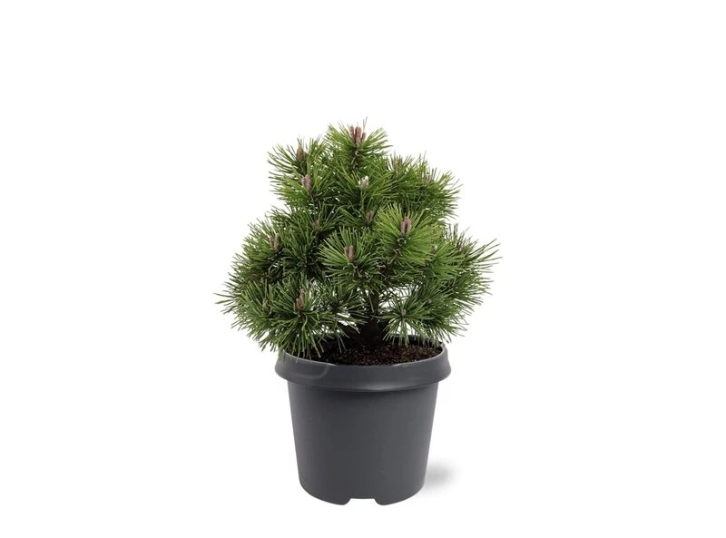 Pinus Mugo Mops - Pot 5 Ltr