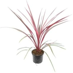 Cordyline Australis Can Can - Pot Ø 19 Cm