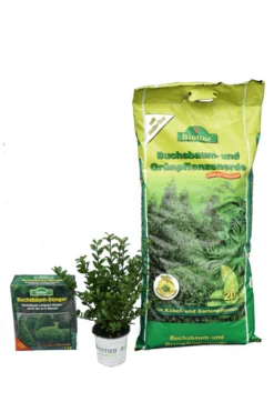 Ilex Crenata Robustico - Totale Hoogte 20-30 Cm - Pot 0.5 Ltr - 50 Stuks + 20 Ltr. Aarde + 1 Kg Mest