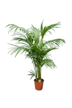 Howea Forsteriana - Totale Hoogte 130-150 Cm - Pot Ø 20 Cm