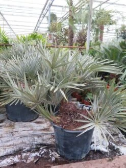 Trithrinax Campestris - Stam 15-25 Cm - Totale Hoogte 100-120 Cm - Pot Ø 50 Cm [pallet]