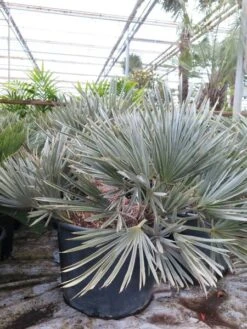 Trithrinax Campestris - Stam 30-40 Cm - Totale Hoogte 110-130 Cm - Pot Ø 60 Cm [pallet]