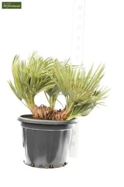 Trithrinax Campestris - Stam 20-30 Cm - Totale Hoogte 90-110 Cm - Pot Ø 50 Cm [pallet]