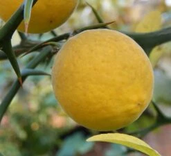 Poncirus Trifoliata - Totale Hoogte 70-90 Cm - Pot Ø 22 Cm