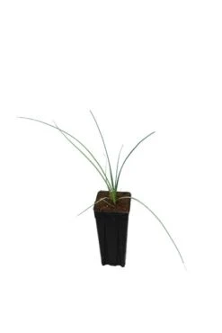 Nolina Nelsonii - Totale Hoogte 40+ Cm - Pot 9 X 9 Cm