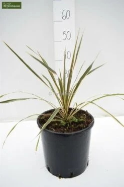 Cordyline Australis Torbay Dazzler - Totale Hoogte 60-80 Cm - Pot Ø 22 Cm