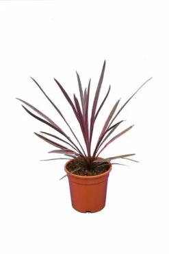 Cordyline Australis Paso Doble - Pot 21 Cm