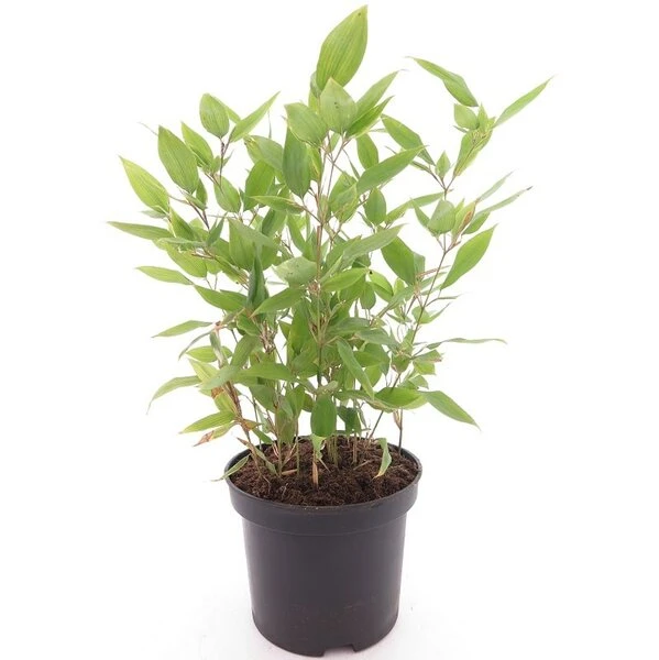 Shibataea Kumasaca - Totale Hoogte 40-60 Cm - Pot Ø 19 Cm