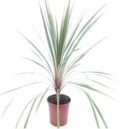 Cordyline Australis Torbay Dazzler - Totale Hoogte 80-100 Cm - Pot Ø 21 Cm