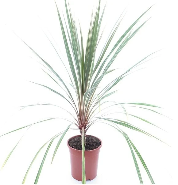 Cordyline Australis Torbay Dazzler - Totale Hoogte 80-100 Cm - Pot Ø 21 Cm