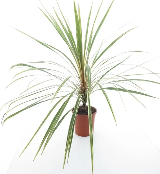 Cordyline Australis Torbay Dazzler - Totale Hoogte 80-100 Cm - Pot Ø 21 Cm - Afbeelding 2