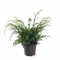 Juniperus Chinensis Blue Alps - Totale Hoogte 80-90 Cm - Pot 5 Ltr
