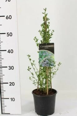 Ceanothus Thyrsiflorus Skylark - Pot Ø 17 Cm