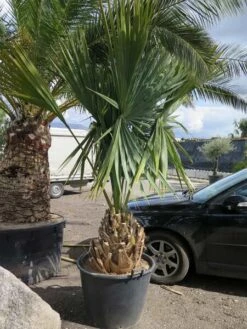 Sabal Minor - Totale Hoogte 190+ Cm - Stamhoogte 40-50 Cm - Pot Ø 60 Cm [pallet]