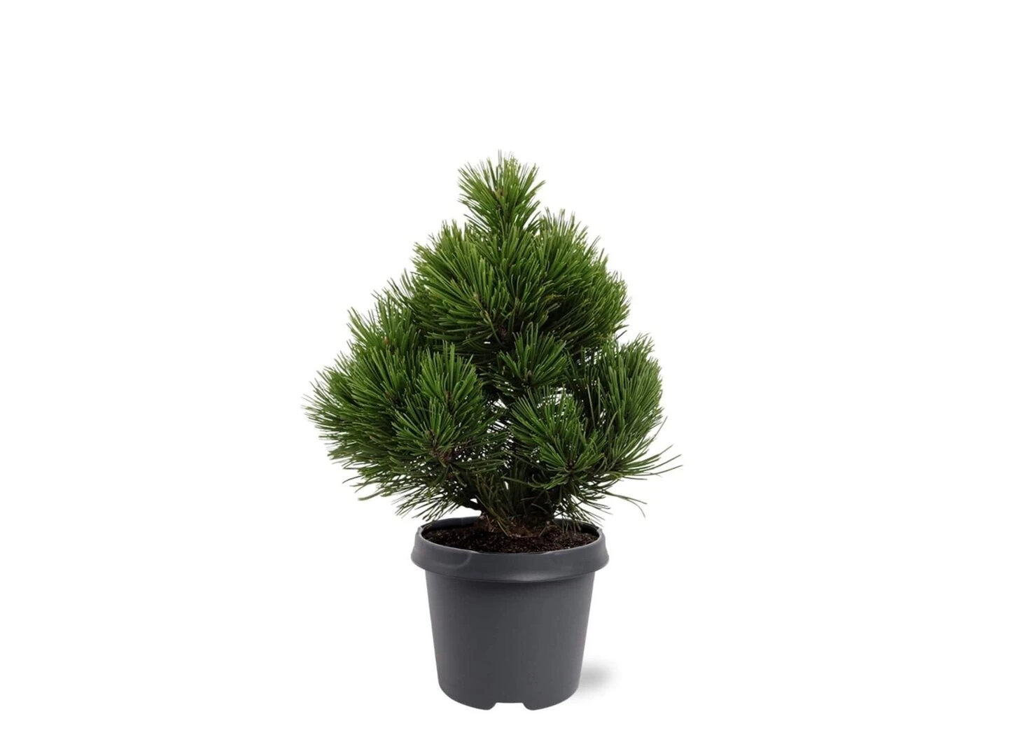 Pinus Heldreichii Compact Gem - Pot 5 Ltr