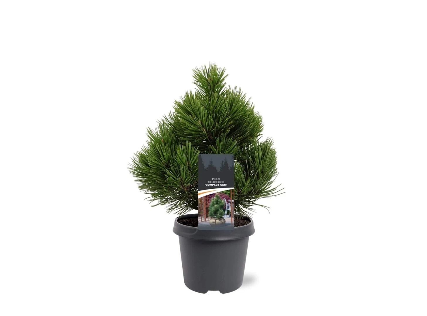 Pinus Heldreichii Compact Gem - Pot 5 Ltr - Afbeelding 2