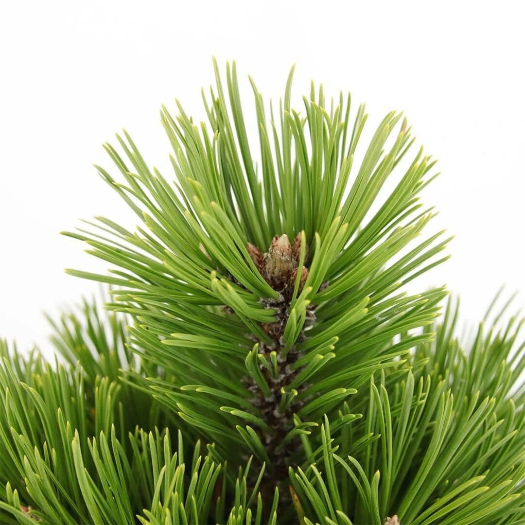 Pinus Heldreichii Compact Gem - Pot 5 Ltr - Afbeelding 4