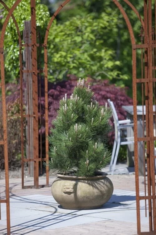 Pinus Heldreichii Compact Gem - Pot 5 Ltr - Afbeelding 5