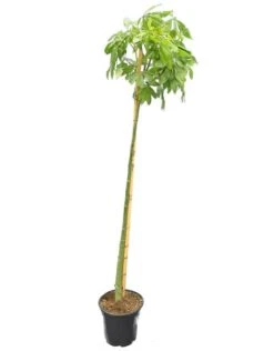 Ceiba Speciosa - Pot Ø 28 Cm [pallet]