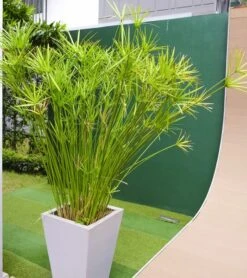 Cyperus Papyrus Nana - Pot Ø 30 Cm