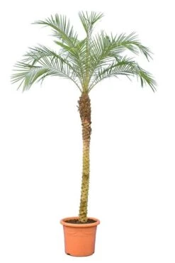 Phoenix Roebelenii - Stam 120-140 Cm - Totale Hoogte 200+ Cm - Pot Ø 45 Cm [pallet]