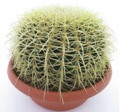 Echinocactus Grusonii - Pot Ø 25 Cm
