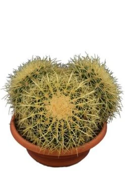Echinocactus Grusonii Multihead Pot Ø 28 Cm