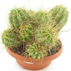Echinopsis Huascha Multihead - Pot Ø 28