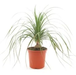 Beaucarnea Recurvata - Pot Ø 26 Cm