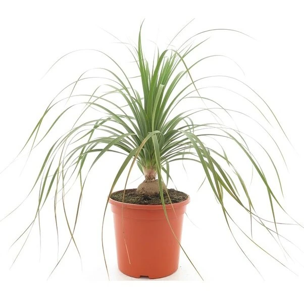 Beaucarnea Recurvata - Pot Ø 26 Cm