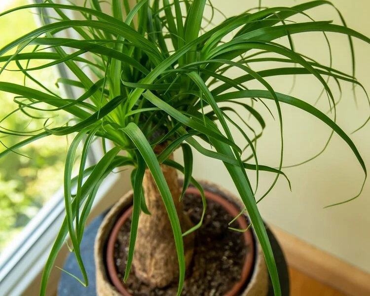 Beaucarnea Recurvata - Pot Ø 26 Cm - Afbeelding 2